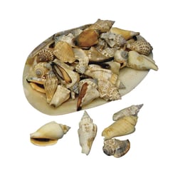 Coquillages pointus, en coupe naturel nacrée
