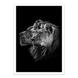 Affiche 30x40 cm - Lion and  lioness portrait - Laurent Lothare Dambreville