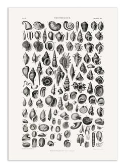 Affiche 30 x 40 cm - Sealife III - Oliver Goldsmith