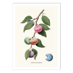 Affiche 50x70 cm - Macaron plant - Jonas Loose