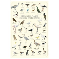 Longue vue editions - Oiseaux des plages, des mers et des marais - Affiche 40 x 60 cm