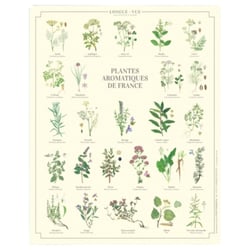 Longue vue editions - Plantes aromatiques de France - Affiche 24 x 30 cm