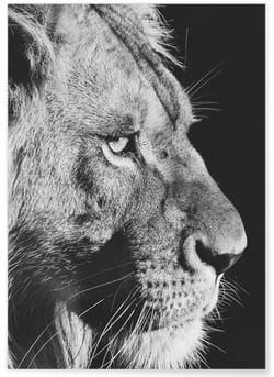 Poster Lion noir et blanc 4 | A3 : 29,7x42cm