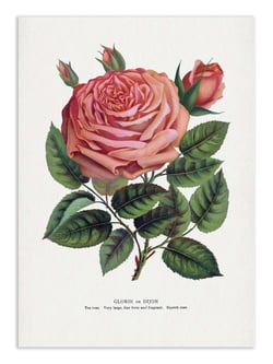 Affiche 30 x 40 cm - Pink Rose, Glorie De Dijon Lithograph - Botanical Specimen Rochester