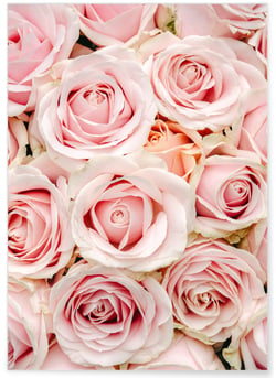 Poster Nature Roses | A3 : 29,7x42cm