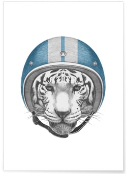 Poster Tigre blanc | A3 : 29,7x42cm