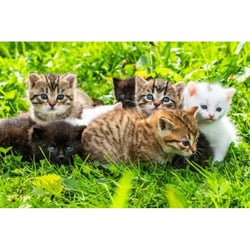 Puzzle 1000 Pièces Groupe De Chatons - Alize Group
