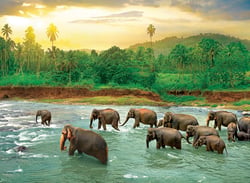 Puzzle 1000 pièces - Save our Planet Collection - Forêt Tropicale - Eurographics