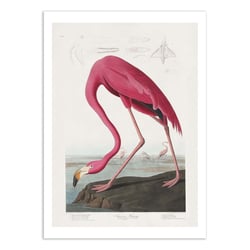 Affiche 30x40 cm - Pink Flamingo From Birds of America 1827 - Pictufy