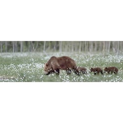 Tableau sur toile balade d'ours 30x97 cm