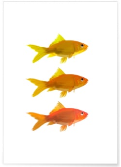 Affiche Fish | A3 : 29,7x42cm