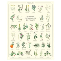 Longue vue editions - Plantes médicinales de France - Affiche 24 x 30 cm