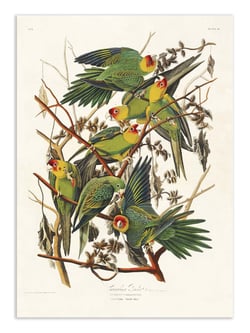 Affiche 50 x 70 cm -  Carolina Parrot From Birds of America (1827) - John James Audubon