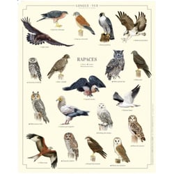Longue vue editions - Rapaces - Affiche 24 x 30 cm