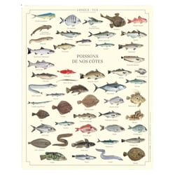 Longue vue editions - Poissons de nos côtes - Affiche 24 x 30 cm