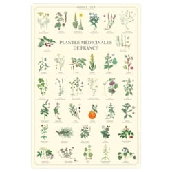 Longue vue editions - Plantes médicinales de France - Affiche 40 x 60 cm