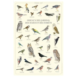 Longue vue editions - Oiseaux des jardins, des haies et des forêts - Affiche 40 x 60 cm