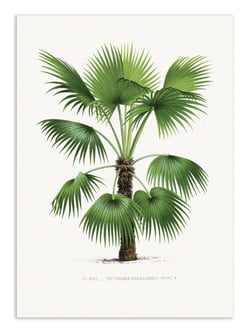 Affiche 30 x 40 cm - Trithrinax B - Les Palmiers Histoire