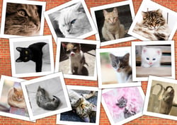 Puzzle 2000 pièces - Chats - Grafika