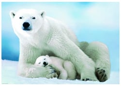 Puzzle 1000 pièces - Ours Polaire et son ourson - Eurographics