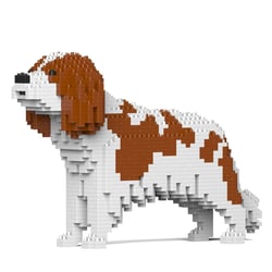Chien Cavalier King Charles Spaniel taches marrons Taille standard | JEKCA | 14 ans et +