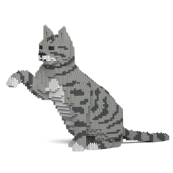 Chat Tigré gris clair qui donne la patte | JEKCA | 14 ans et +