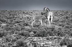 Tirage photo 40 × 60 cm – Papier – Mother – par Marion Staderoli