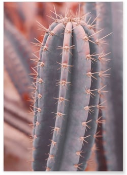 Poster Cactus Saguaro | A3 : 29,7x42cm