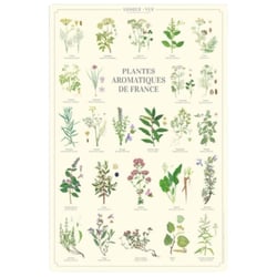 Longue vue editions - Plantes aromatiques de France - Affiche 40 x 60 cm