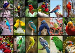 Puzzle 1500 pièces - Collage - Oiseaux Colorés - Grafika