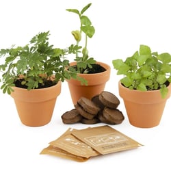 Trio de plantes magiques - Radis et Capucine