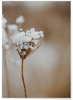 Poster Nature Winter 1 | A3 : 29,7x42cm