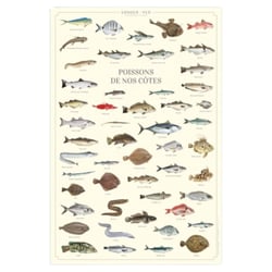 Longue vue editions - Poissons de nos côtes - Affiche 40 x 60 cm