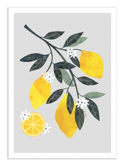 Affiche 50 x 70 cm -  Lemon tree branch - El Buen Limon