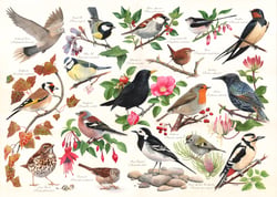 Puzzle 1000 pièces - Oiseaux Dans Mon Jardin - HOP - House of Puzzles