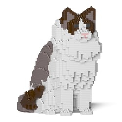Chat Ragdoll gris assis | JEKCA | 14 ans et +