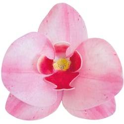 10 Orchidées Rose 8,5 x 7,5 cm - Azyme