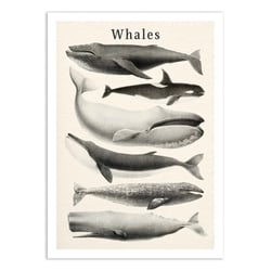 Affiche 30x40 cm - Whales collection - Gal Design