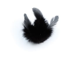 Graine Créative - Pume de coq Noir 10cm 3g