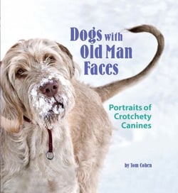 Dogs with Old Man Faces - Portraits of Crotchety Canines