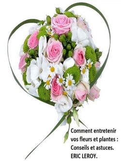 Comment entretenir vos fleurs et plantes : - Conseils et astuces.