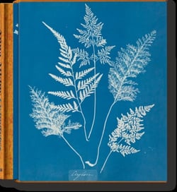 Anna Atkins : cyanotypes