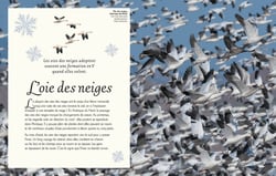 L'anthologie illustree des oiseaux merveilleux