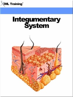 Integumentary System (Human Body) - Human Body