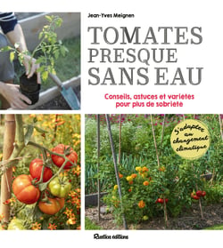 Tomates presque sans eau : Conseils, astuces et variétés pour plus de sobriété