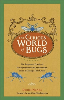 The Curious World of Bugs - The Bugman's Guide to the Mysterious and Remarkable Lives of Things That Crawl