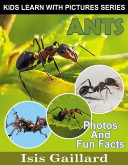 Ants Photos and Fun Facts for Kids - Kids Learn With Pictures, #133