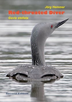 Red-throated Diver - Gavia stellata