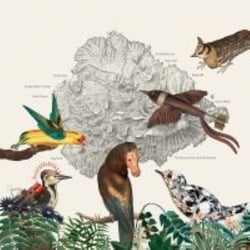 Birds Of Marsville