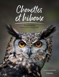 Chouettes et hiboux : Redoutables chasseurs nocturnes